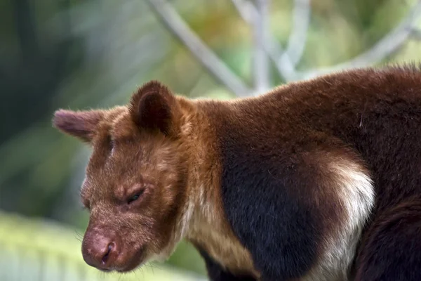 Detta Nära Upp Ett Träd Kangaroo — Stockfoto