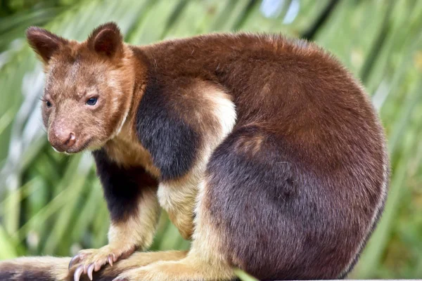 Close Tree Kangaroo Resting — Stock Photo, Image