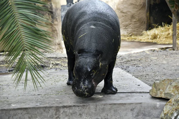 Hipopótamo Pigmeu Tem Feno Preso Seu Corpo — Fotografia de Stock