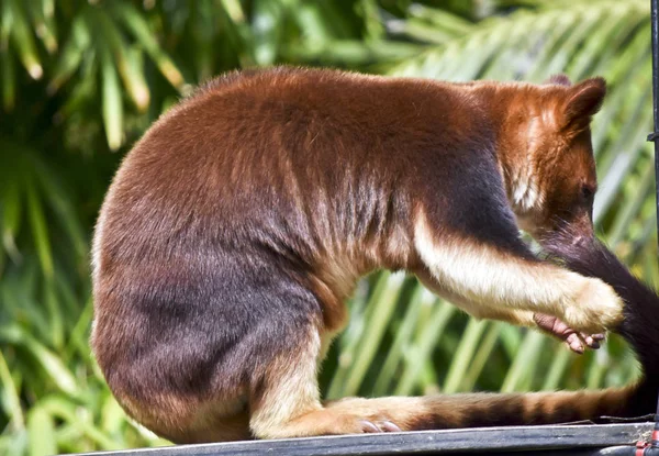 这是一个树袋鼠检查他的尾巴的侧视图 — 图库照片