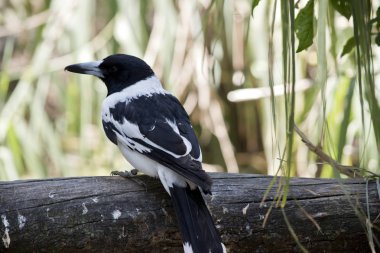 alaca kasap kuş ağaca tünemiş