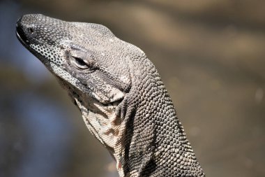 dantel monitörü kertenkele yakın bu