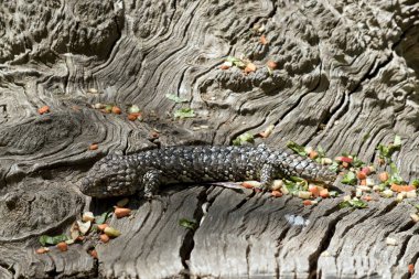 shingle arka kertenkele gizleme düz görünürde bu kendisi onun düşmanlardan korumak için onun doğal kamuflaj kullanır