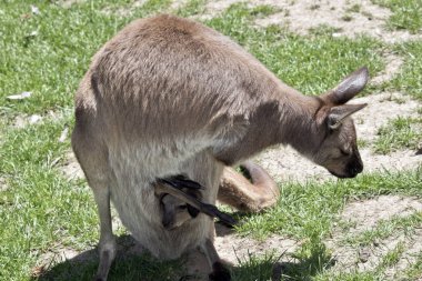 Onun anneler kesemde Batı gri kanguru