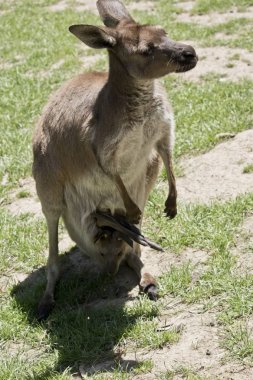 Onun anneler kesemde Batı gri kanguru