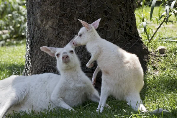 Albino Cinza Ocidental Canguru Está Lado Seu Joey — Fotografia de Stock