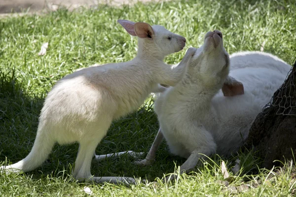 Canguro Albino Occidental Gris Está Lado Joey Jugando —  Fotos de Stock