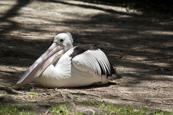 Pellicano Australiano Riposa All Ombra — Foto Stock