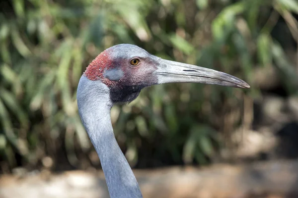 Dit Een Zijaanzicht Van Een Brolga — Stockfoto