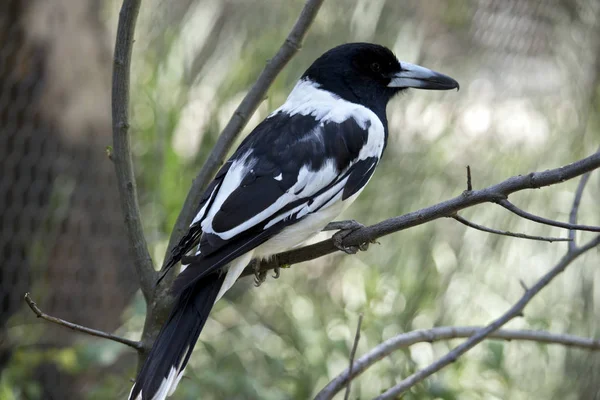 Est Une Vue Côté Oiseau Boucher Pied — Photo