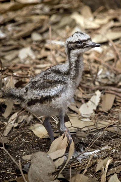 Est Une Vue Côté Emu Poussins — Photo