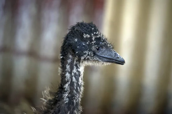 这是一个 Emu 小鸡的侧视图 — 图库照片