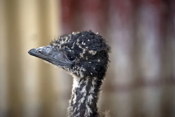 Detta Närbild Ung Emu — Stockfoto