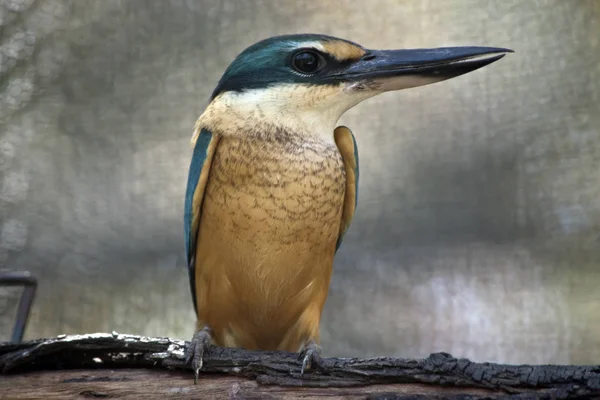 Questo Primo Piano Della Foresta Pescatore Appollaiato Legno — Foto Stock