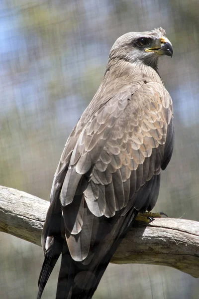 Black Kite Perched Branch — Stock Photo, Image