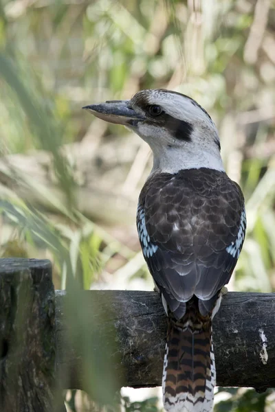 Laughing Kookaburra Perched Fence — Stock Photo, Image