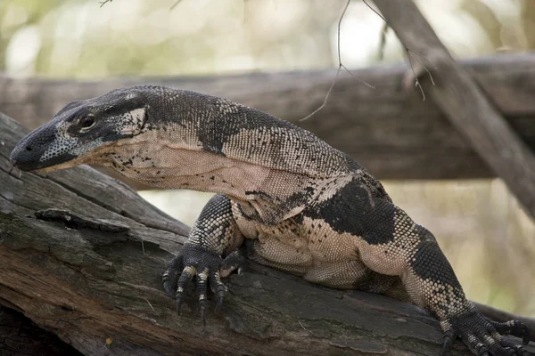 Close Lace Monitor Lizard — Stock Photo, Image