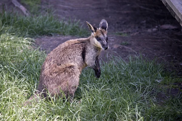 Pantano Wallaby Está Prado Cubierto Hierba — Foto de Stock