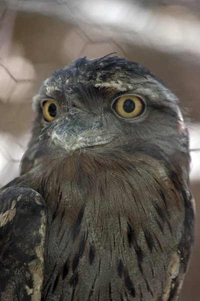 Close Tawny Frogmouth — Stock Photo, Image