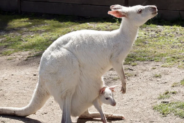 Onun Anneler Kesemde Albino Batı Gri Kanguru — Stok fotoğraf