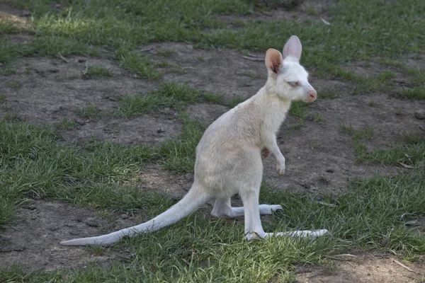 Jonge Witte Joey Het Gras — Stockfoto