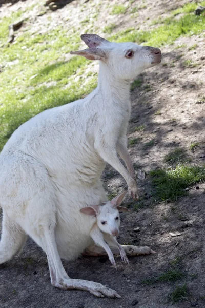 Albino Western Grey Kangaroo Has Young Joey Her Pouch — Stock Photo, Image