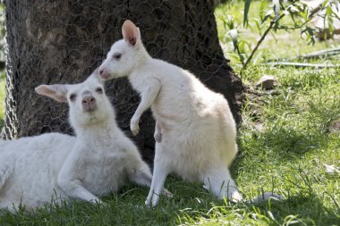 albino Batı gri kanguru yanında onun joey değil