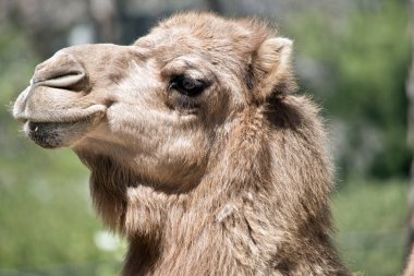 dromedary deve yakın bu