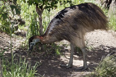 Bu bir genç cassowary yan görünümüdür