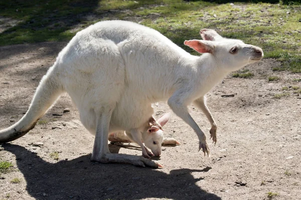 Canguro Albino Occidental Gris Tiene Joey Joven Bolsa — Foto de Stock