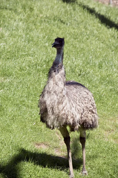 Emú Australiano Está Caminando Campo — Foto de Stock