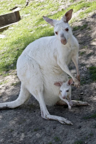 Albino Western Grey Kangaroo Has Young Joey Her Pouch — Stock Photo, Image
