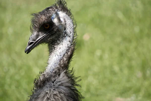 Close Australian Emu — Stock Photo, Image