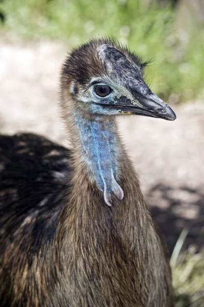 Close Young Cassowary — Stock Photo, Image