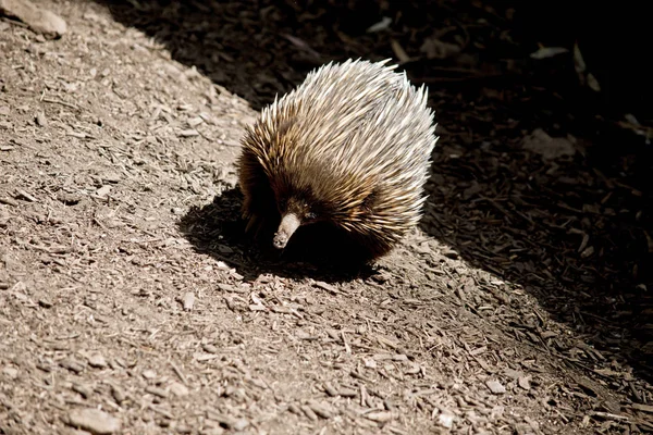 Eter Echidna Mier Heeft Scherpe Stekels — Stockfoto