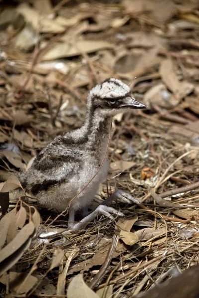 Pollito Emu Está Sentado Sobre Las Hojas —  Fotos de Stock