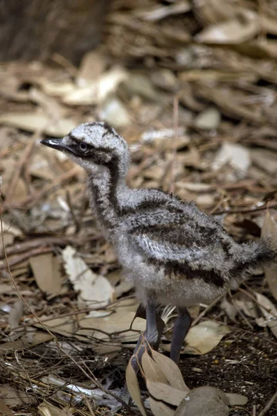 Est Une Vue Côté Emu Poussins — Photo