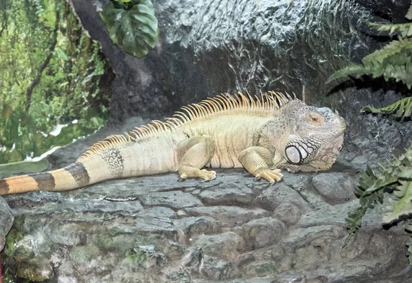 Yeşil Iguana Sivri Doe Onun Sırtı — Stok fotoğraf