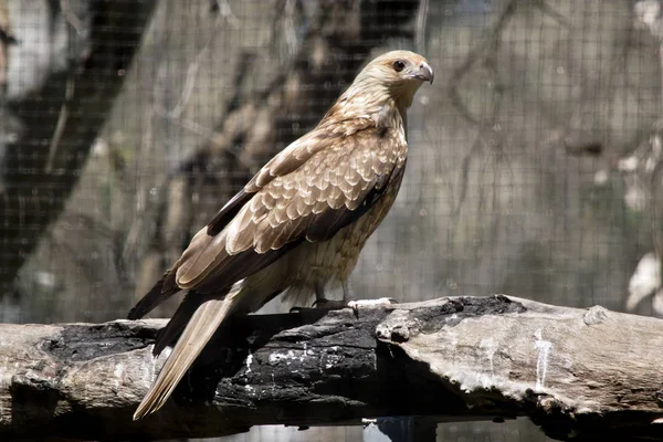 Black Kite Perch Resting — Stock Photo, Image