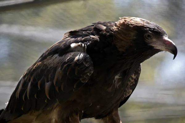 Little Eagle Walking Perch — Stock Photo, Image