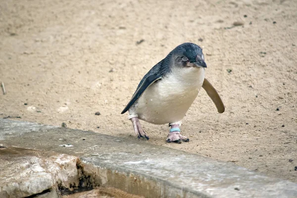 Hada Pingüino Está Caminando Sobre Arena —  Fotos de Stock