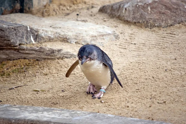 Fairy Penguin Walking Sand — Stock Photo, Image