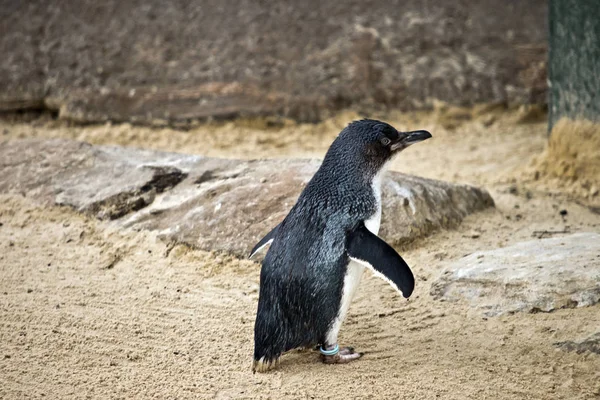 Est Une Vue Côté Pingouin Fée Sur Sable — Photo