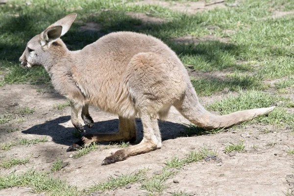 Dit Een Zijaanzicht Van Een Jonge Rode Kangoeroe — Stockfoto