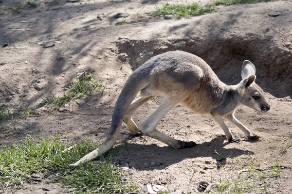 Dit Een Afsluiting Van Een Kangoeroe Met Joey Rood — Stockfoto