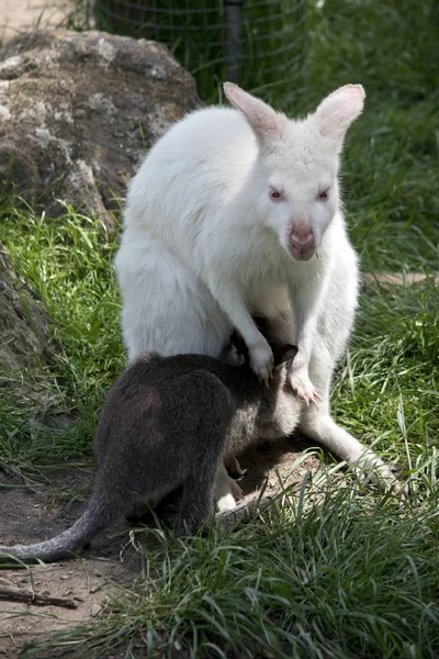 Albino Red Necked Wallaby Nursing Her Brown Joey — Stock Photo, Image