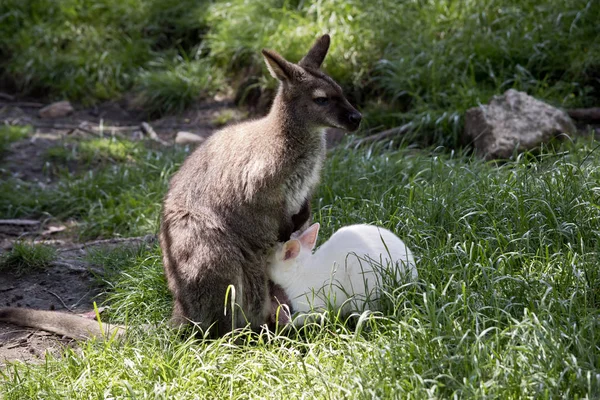 Wallaby Pescoço Vermelho Está Amamentando Seu Albino Joey — Fotografia de Stock