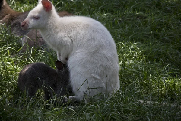 Albino Rojo Cuello Wallaby Está Amamantando Marrón Joey — Foto de Stock