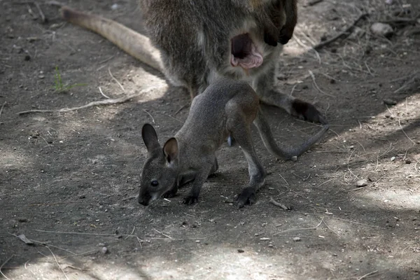 Çok Genç Joey Annesinin Yanında Duruyor — Stok fotoğraf