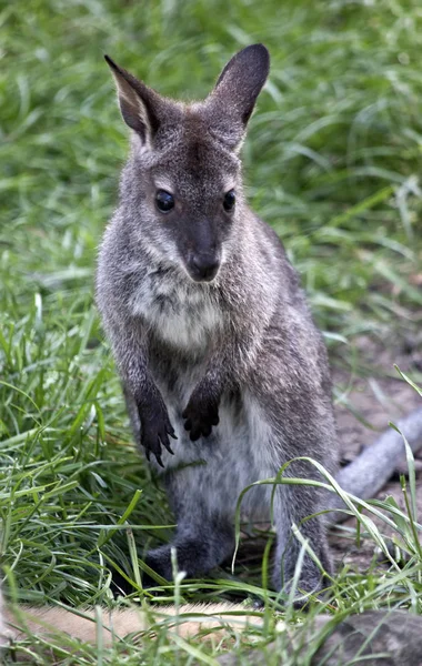 Este Close Alegre Vermelho Pescoço Wallaby — Fotografia de Stock